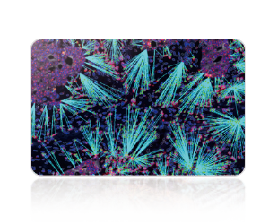 AI驱动的智能识别与分型