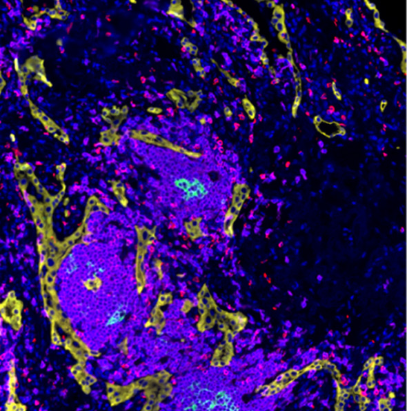多重荧光染色试剂-产品特点