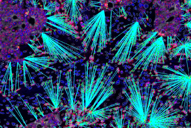 多重免疫荧光染色服务
AI数据分析服务